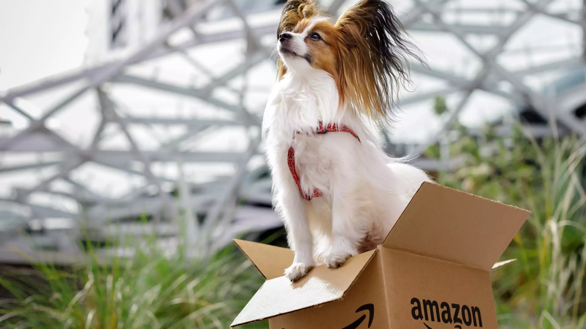 Amazon Explores Veterinary Telehealth to Compete with Walmart