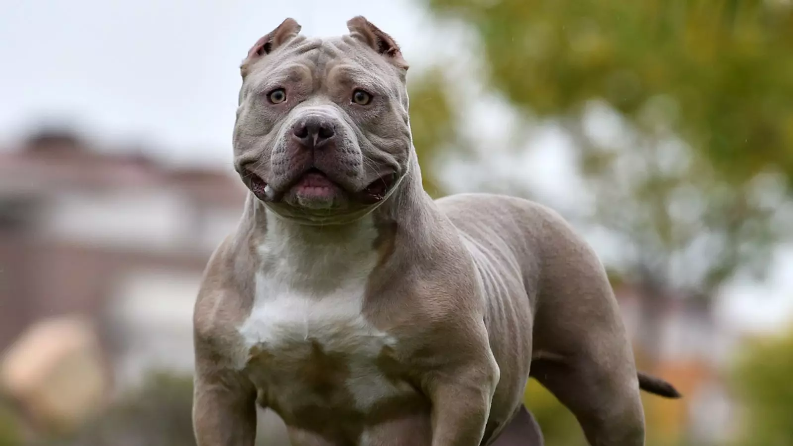 The Dangers of XL Bully Dogs: Recent Attack in Nottingham