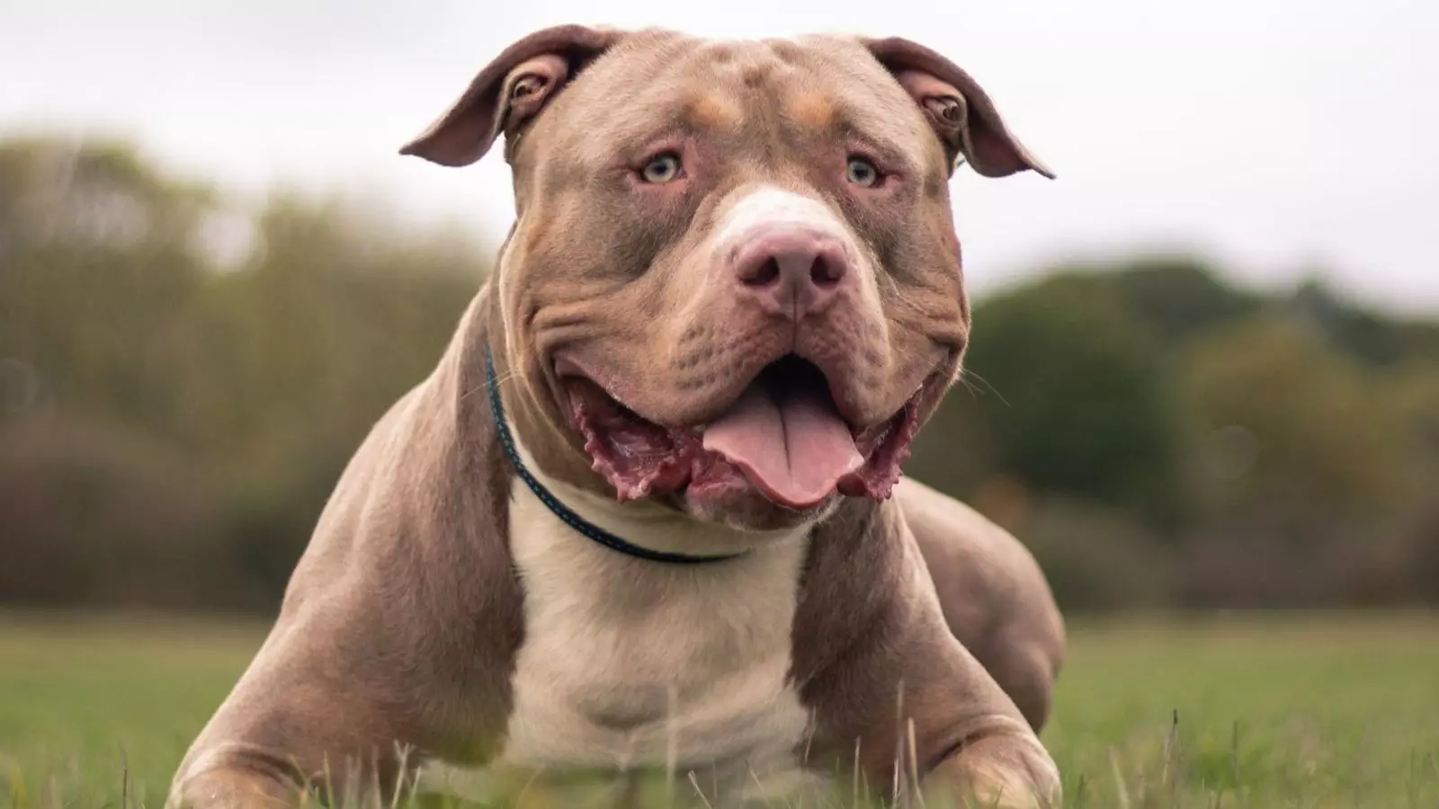 Regulations Imposed on XL Bully Dogs: A Step Towards Public Safety