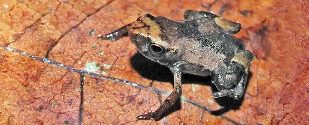 The Tiniest Frog in the World: The Fascinating Flea Toad