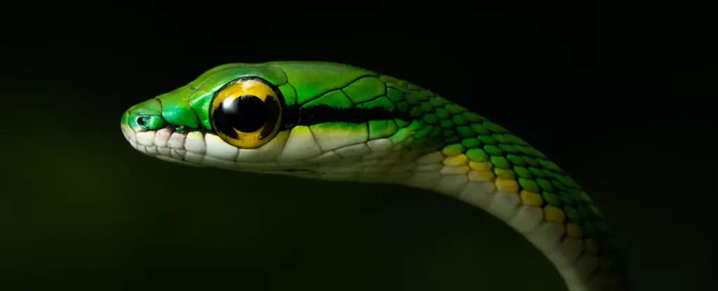 The Evolutionary Success of Snakes: A Deeper Look