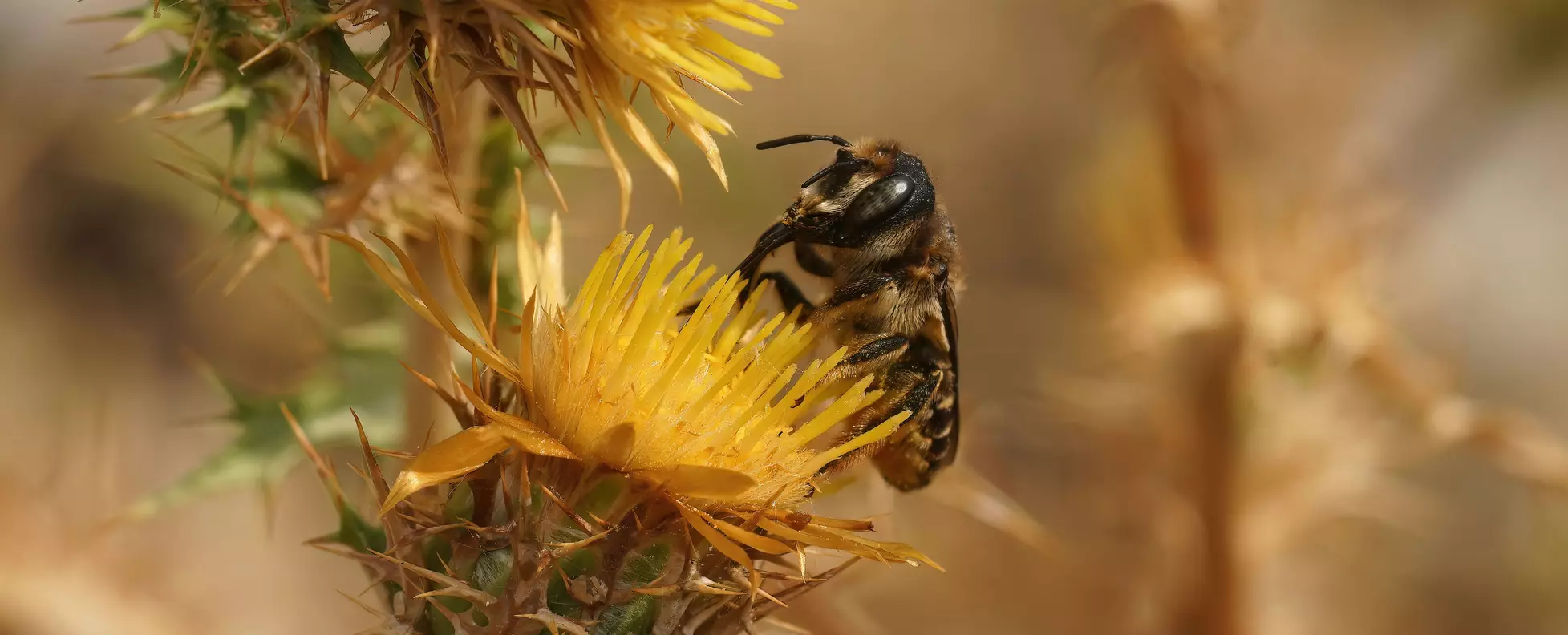 The Impact of Climate Change on Flowering Times in Doñana National Park