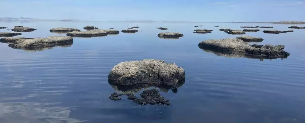 The Hidden Worms of the Great Salt Lake: A Salty Surprise