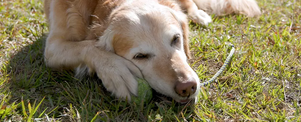 The Revolutionary Cancer Vaccine for Dogs Showing Promise in Clinical Trials