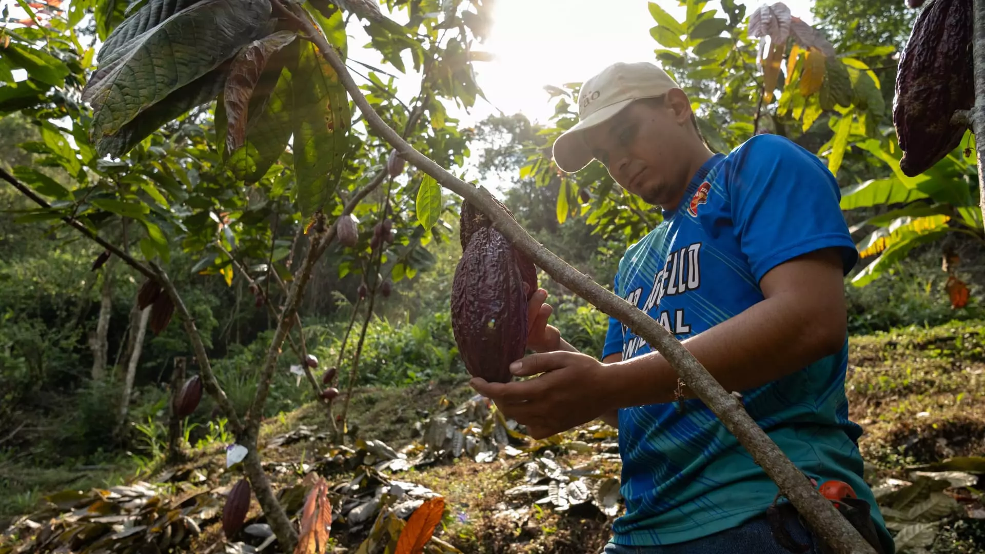 Cocoa and Coffee Prices Rally: Analyzing the Factors Driving the Surge