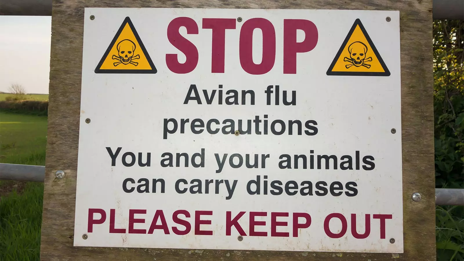 The Risks of Avian Influenza (Bird Flu) in Humans