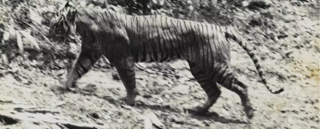 The Last Stand of the Javan Tiger: Hope or Hoax?