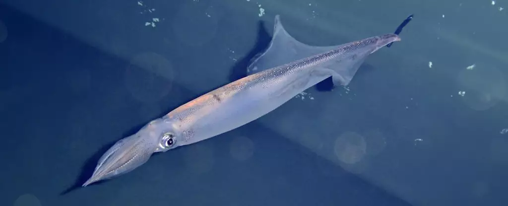 The Influence of Birthdate on Squid Mating Tactics