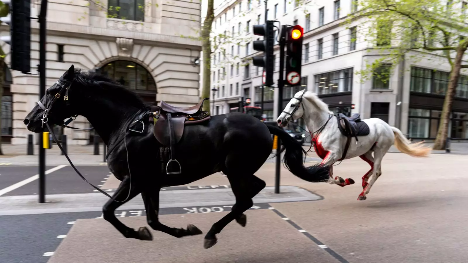 Loose Horses Roam Central London: A Grim Scene Unfolds