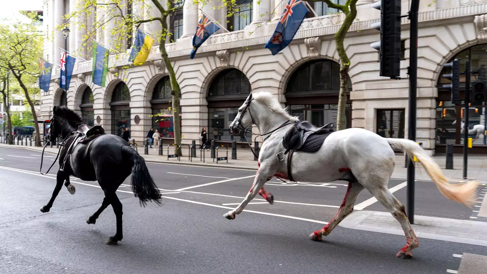 The Aftermath of the Central London Military Horse Incident