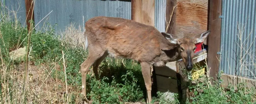 The Terrifying Potential of “Zombie Deer” Disease