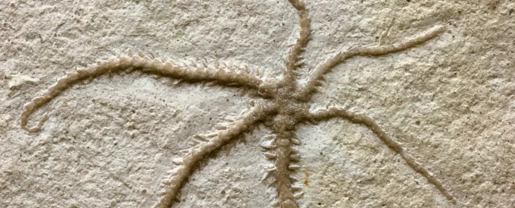 The Evolutionary Secrets Hidden in a Six-Armed Brittle Star Fossil