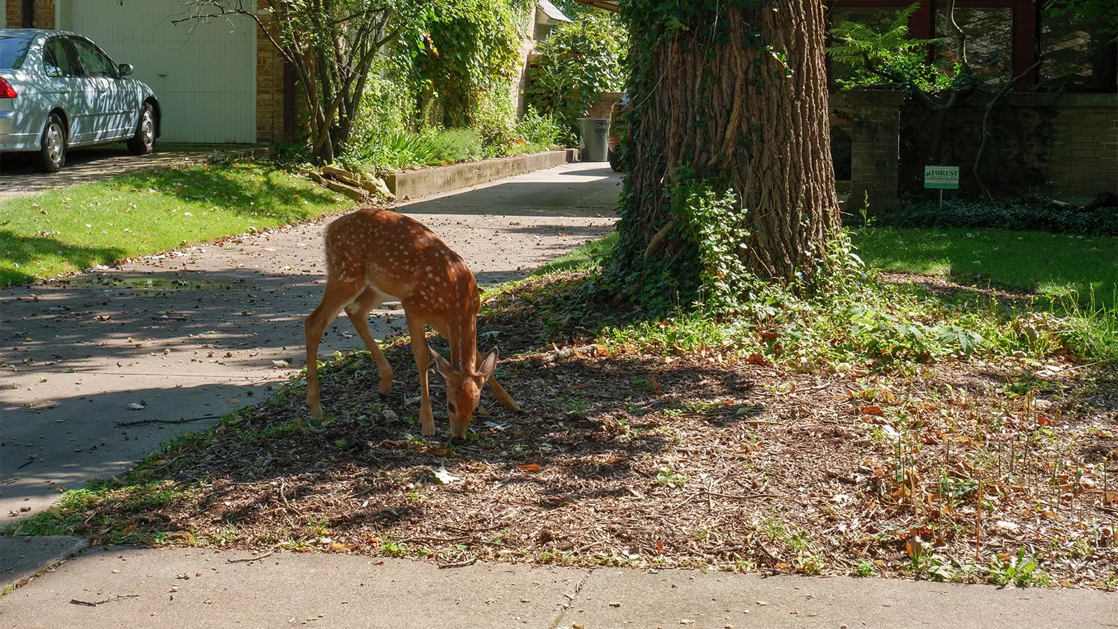 The Unlikelihood of Chronic Wasting Disease Transmission to Humans