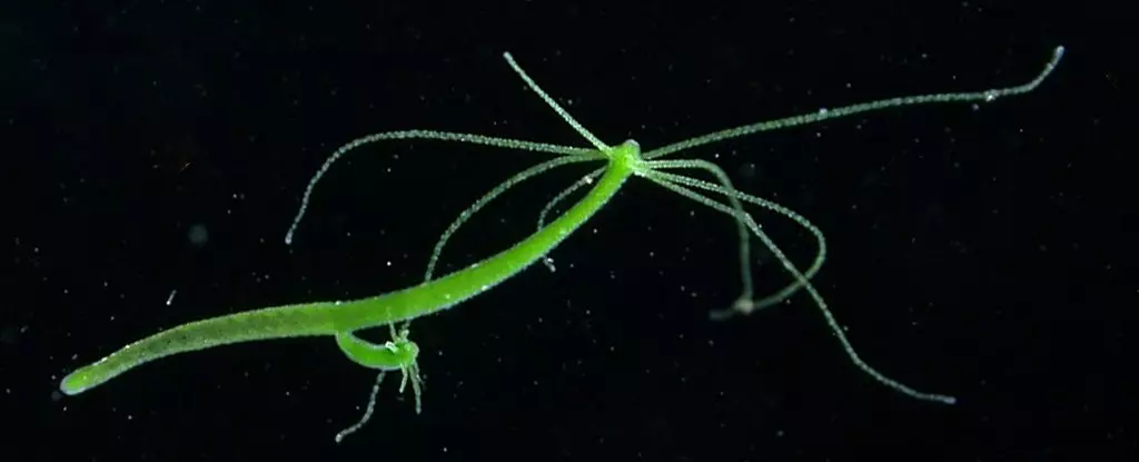 The Surprising Complexity of Hydra Nervous Systems