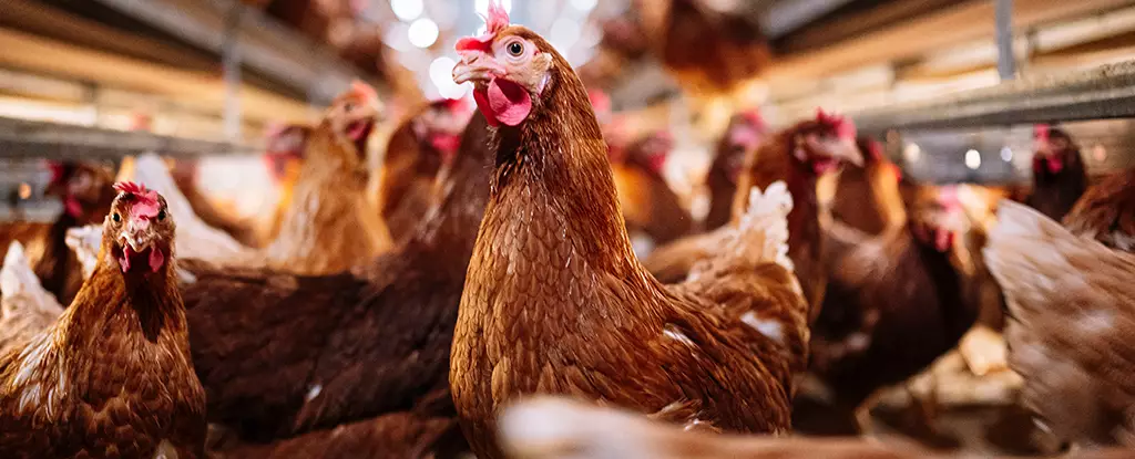 The First Confirmed Case of H5N2 Bird Flu in Mexico