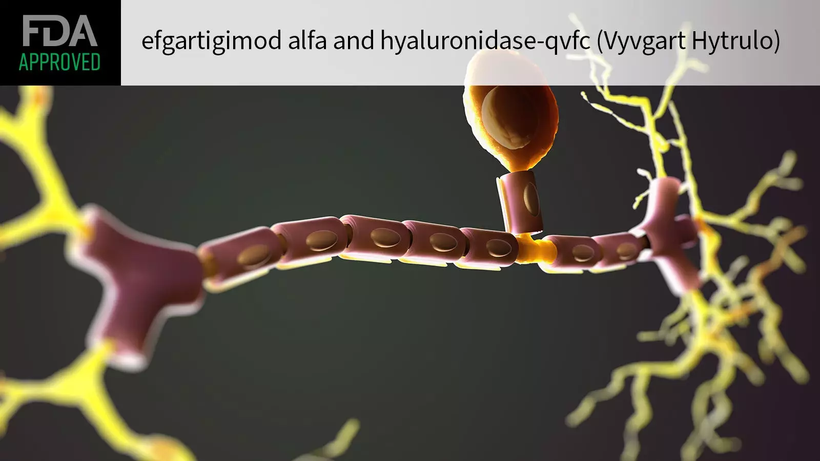 The Approval of Efgartigimod Alfa and Hyaluronidase for CIDP Treatment