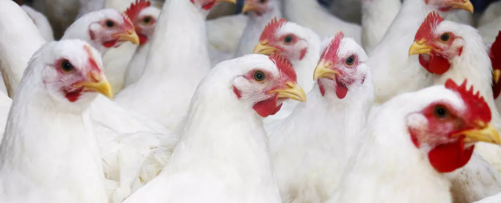 The Spread of Bird Flu: A Challenging Situation