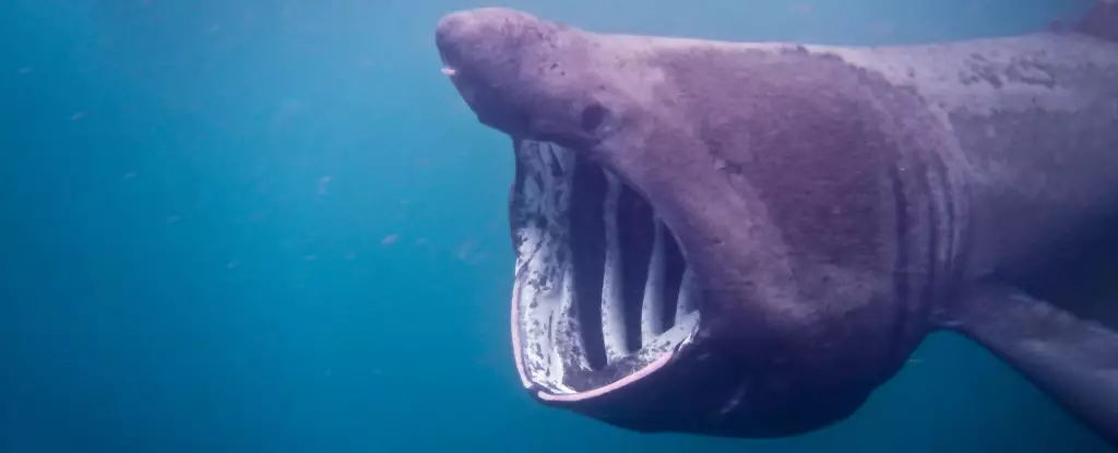 The Vulnerability of Basking Sharks to Boat Strikes: A Critical Analysis