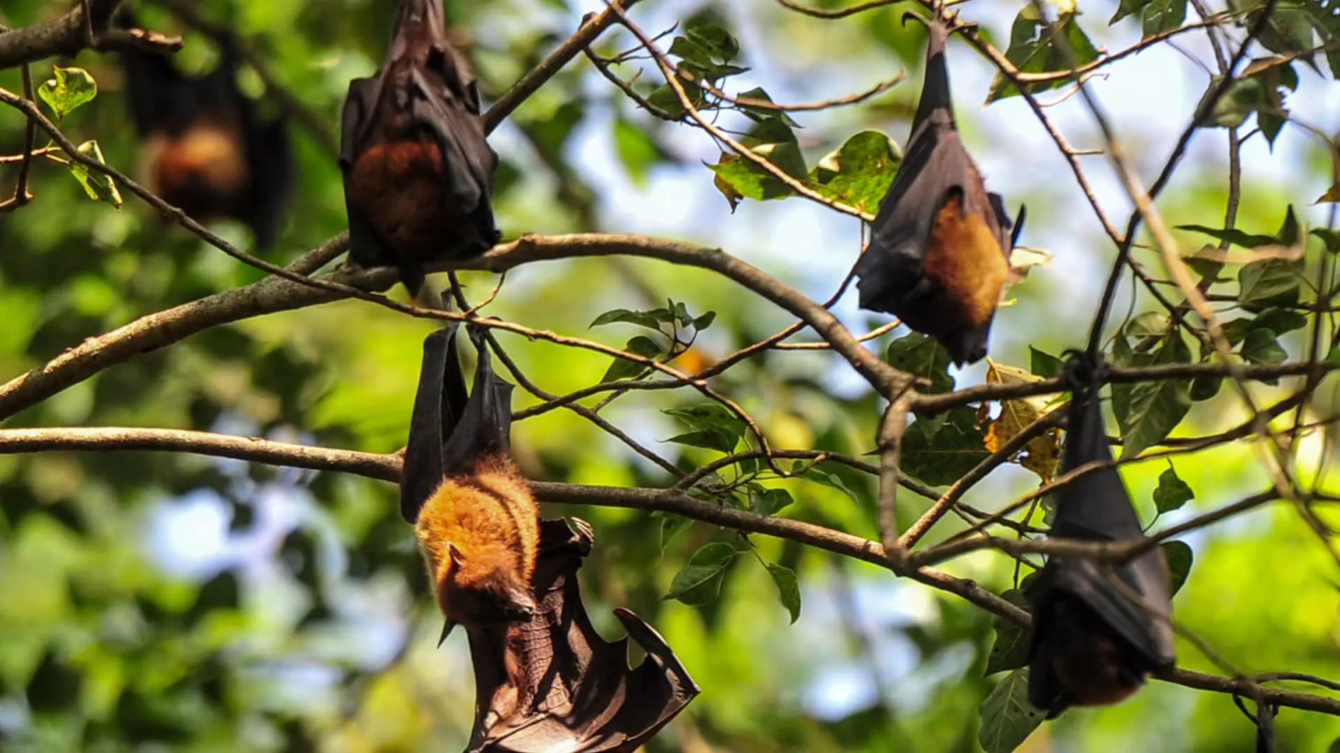 The Nipah Virus Outbreak in Kerala: A Critical Analysis