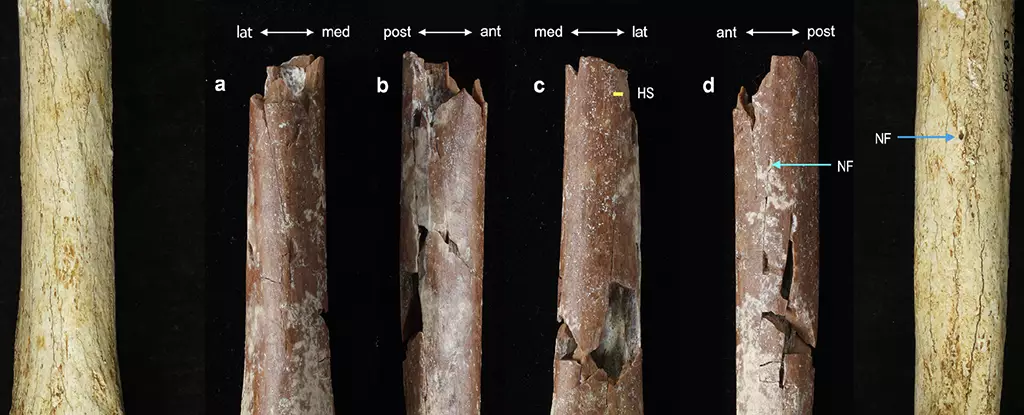 The Surprising Discovery of the Tiny “Hobbits” of Homo floresiensis