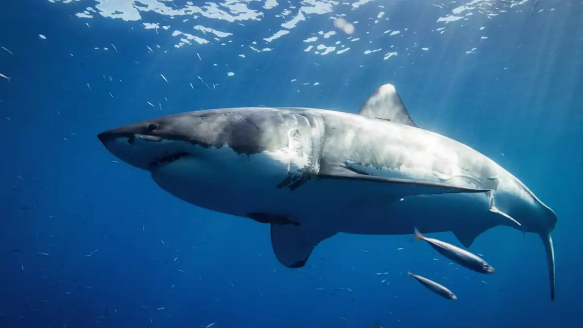 The Mystery of the White Shark Café Unveiled