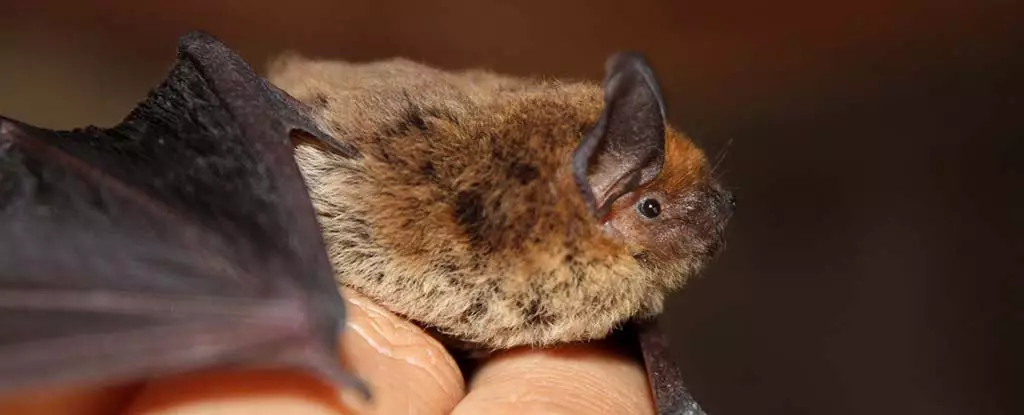 The Impact of Bat Decline on Human Health and Agriculture