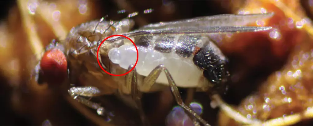 Unveiling Syntretus perlmani: A Newly Discovered Parasitoid Wasp Unraveled Inside a Fruit Fly