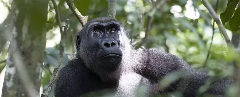 Exploring the Intersection of Traditional Medicine and Modern Science in Gabon’s Rainforest