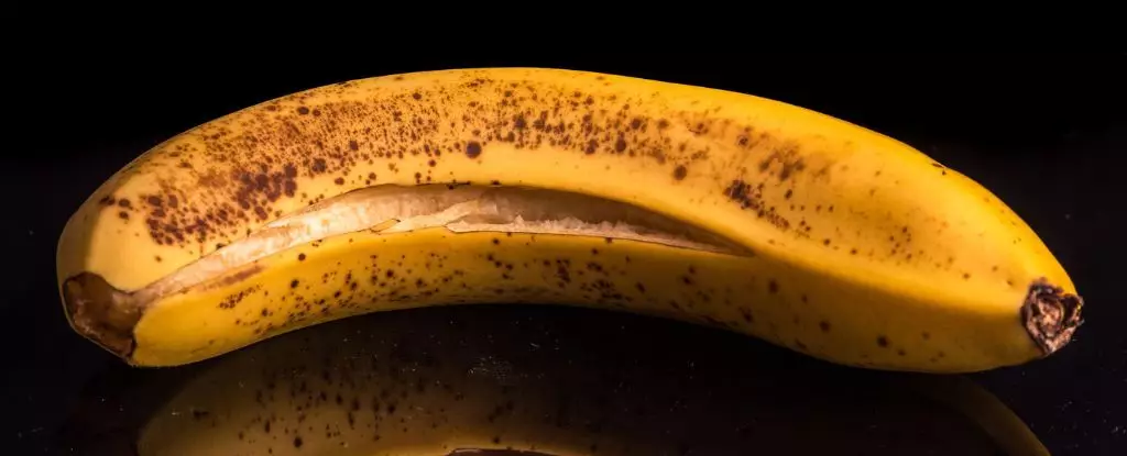 Rediscovering Banana Peels: A Culinary Innovation for Health and Sustainability