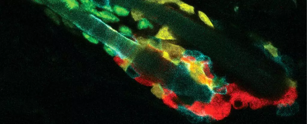 The Intricate Dance of Cellular Recycling: How Stem Cells Clean Up After Themselves