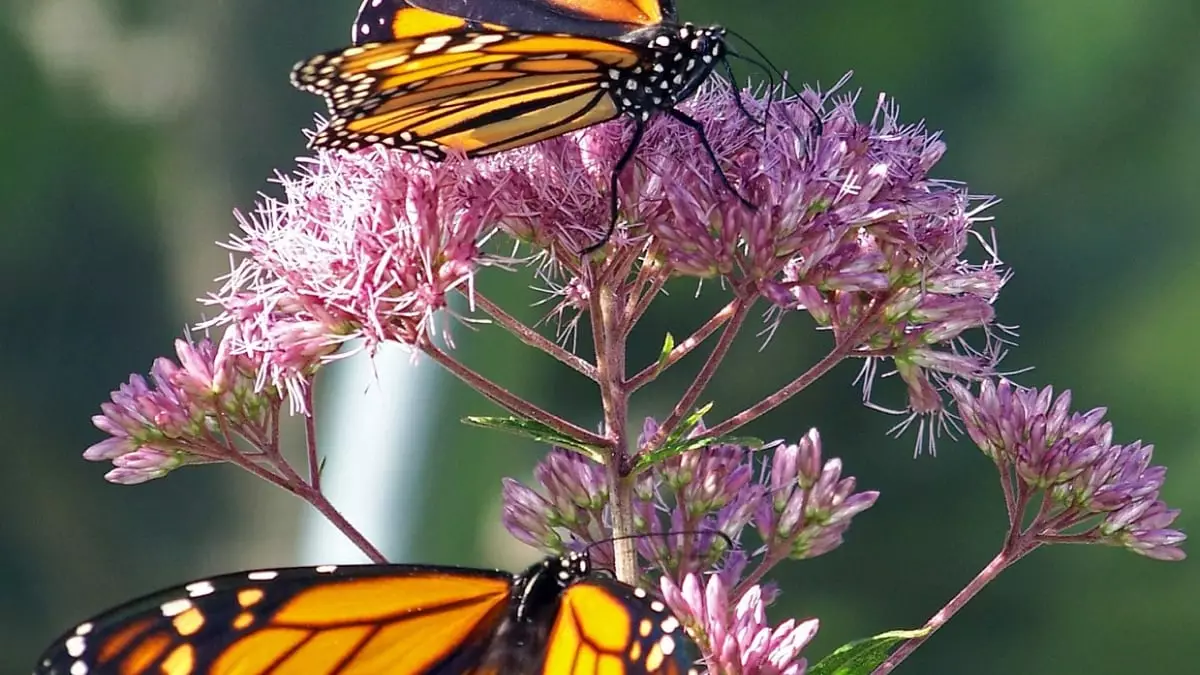 Revitalizing Monarch Habitats: The Oyamel Fir Reforestation Initiative