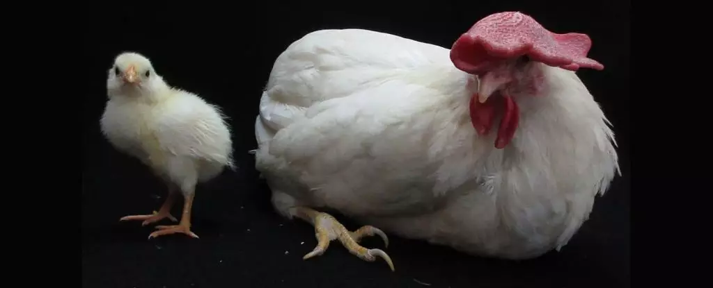 The Breakthrough in Avian Embryology: Understanding Chicken Development Beyond the Shell