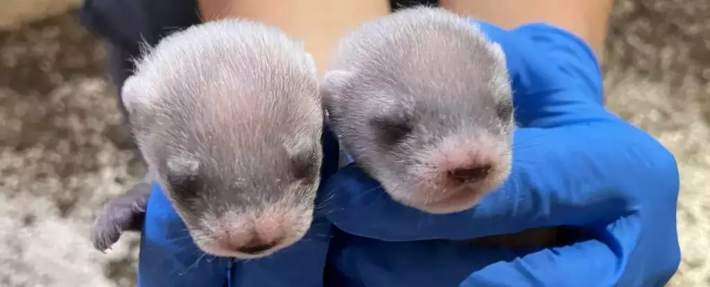 Reviving the Black-Footed Ferret: Triumphs and Trials in Conservation