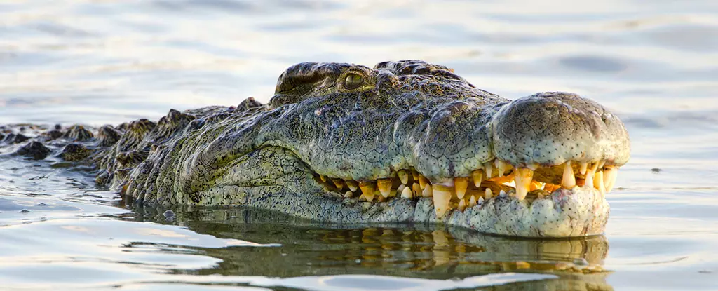 The Secret Behind the Crocodile’s Distinctive Smile