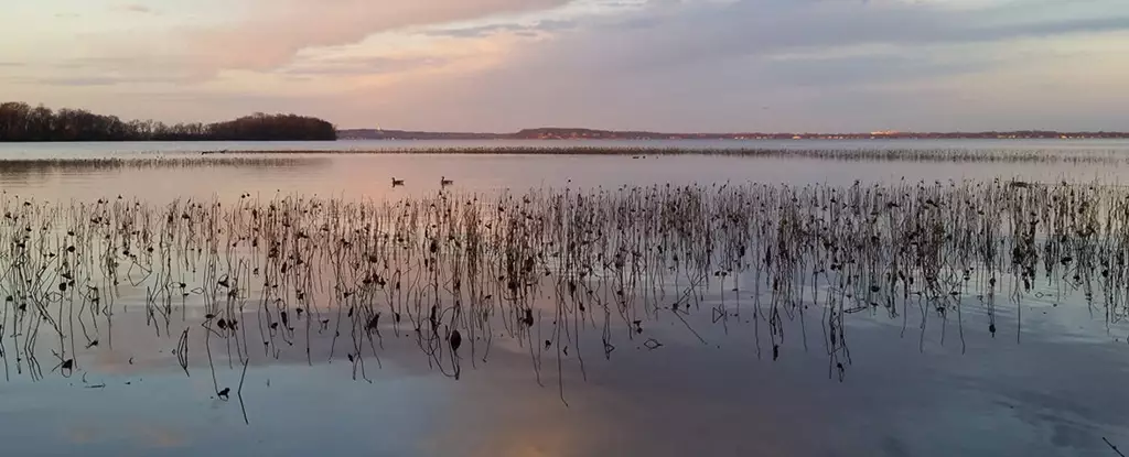 The Dynamic Ecosystem of Lake Mendota: Insights from Microbial Evolution