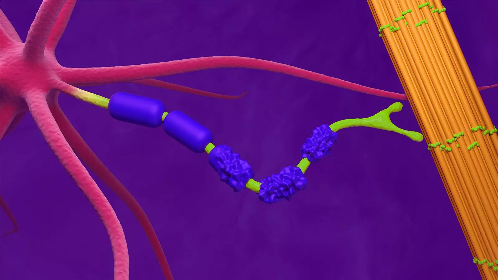 Understanding the Complex Relationship Between Multiple Sclerosis and Peripartum Mental Health