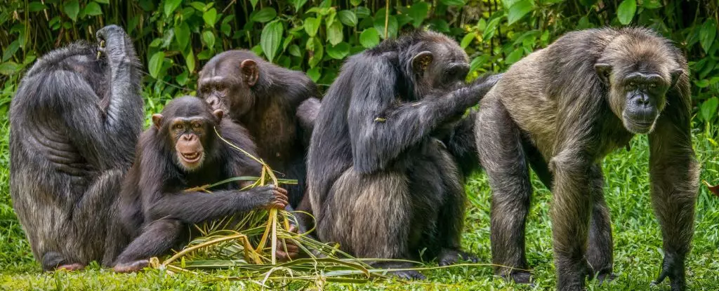 The Social Dynamics of Urination: Insights from Chimpanzees