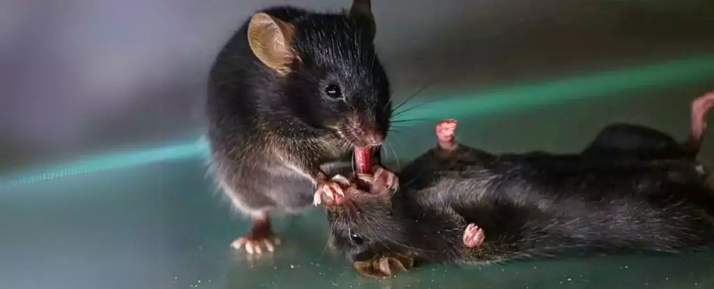 The Unexpected Empathy of Mice: Unraveling the Depths of Mammalian Altruism