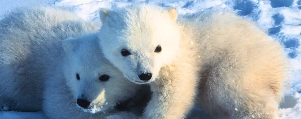 The Hidden Lives of Polar Bear Cubs: Unveiling Survival Strategies in a Changing Arctic