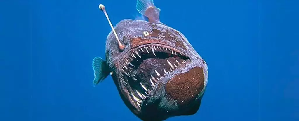 The Haunting Tale of 1 Felicitous Anglerfish: How One Striking Encounter Challenges Our Perception of the Deep Sea