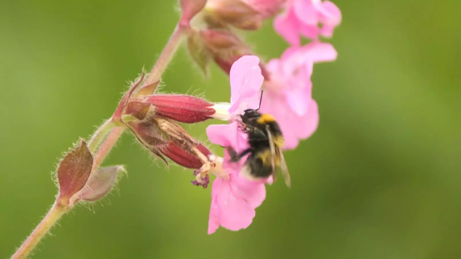 Bees and Biodiversity: The Alarming Reality of Pollinator Decline