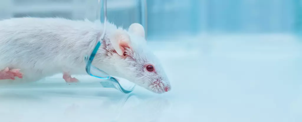 The Astonishing Promise of Anti-Aging Drug Cocktails