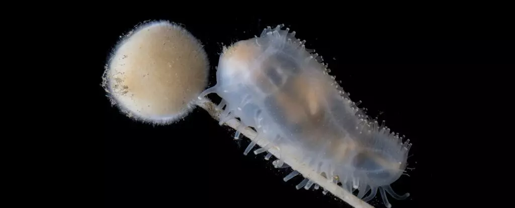 Revealing the Abyss: A Stunning New Window into Deep-Sea Wonders