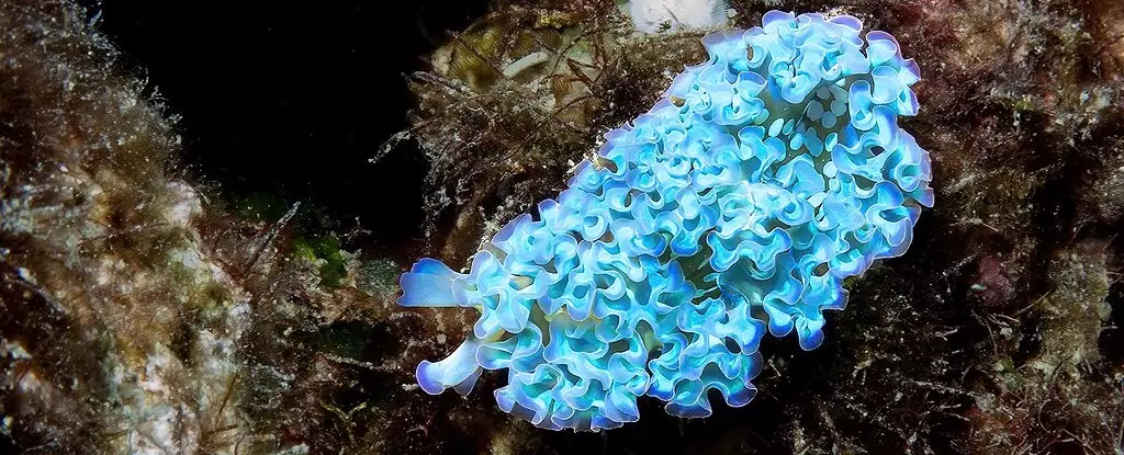 The Extraordinary Theft: How the Lettuce Sea Slug Redefines Survival