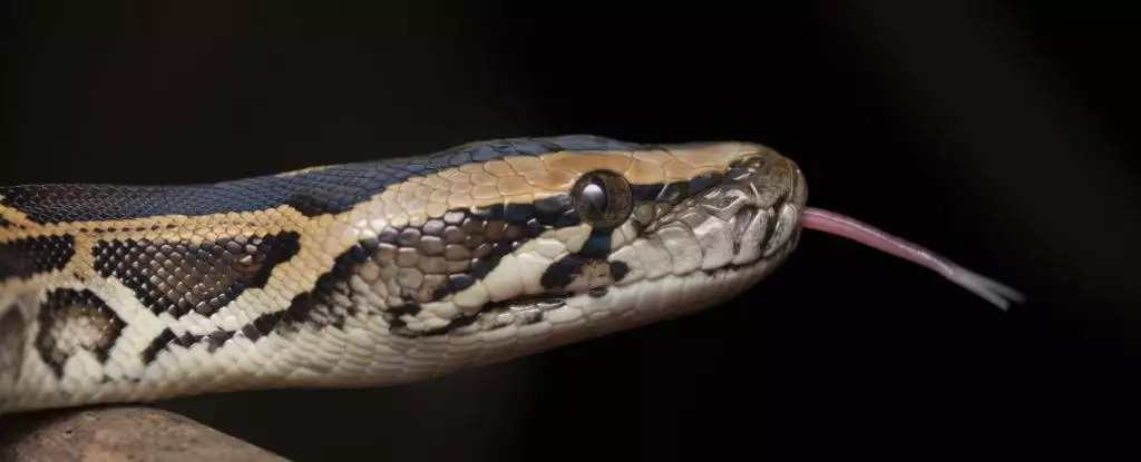 The Hidden Power of Evolution: How Snake Cells Defy Nature’s Limits