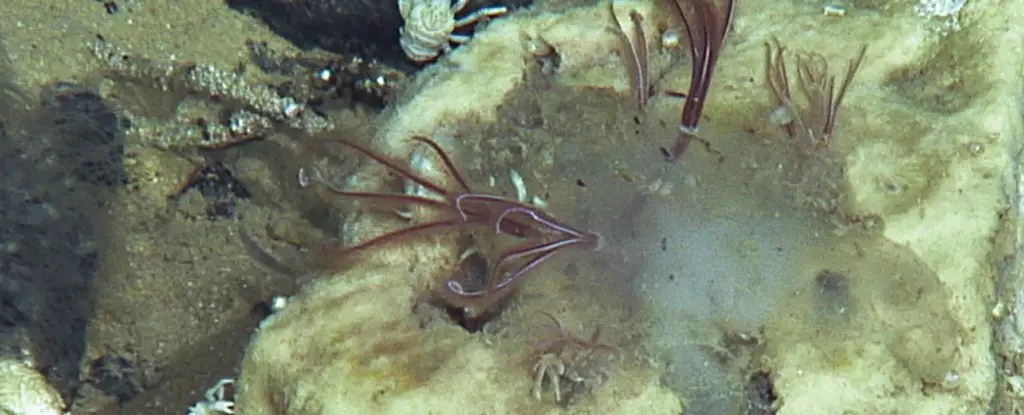 The Hidden Legacy of Bone-Devouring Worms: A shocking Revelation of Evolutionary Endurance