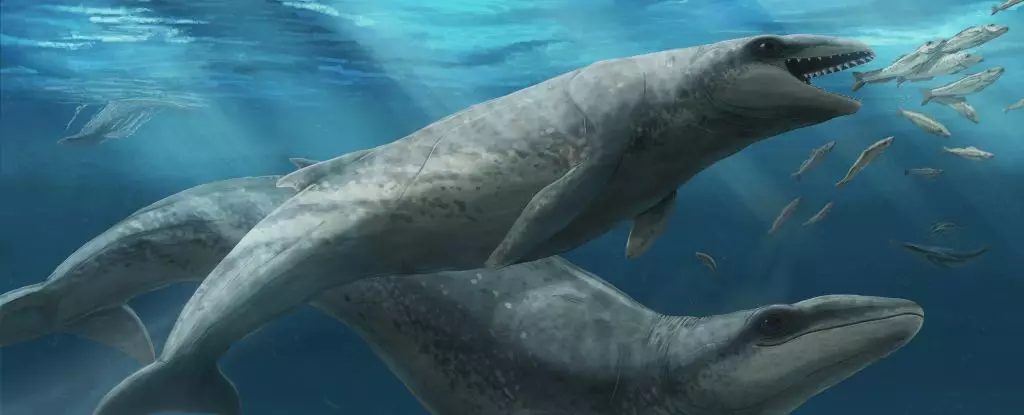 The Hidden Struggles of Evolution: What the Little Whale Reveals About Marine Extinction