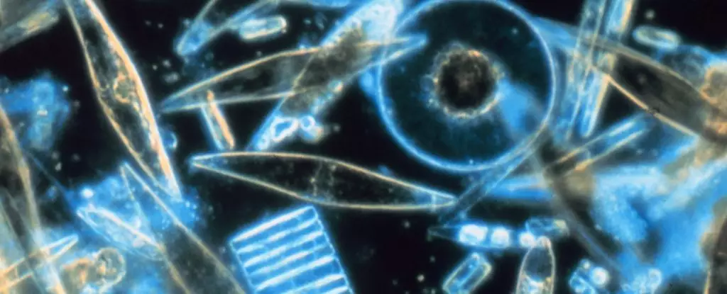 The Illusion of Clarity: How Satellite Misinterpretations Obscure Ocean’s True Carbon Secrets